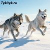 Картинка к сказке «Как старуха Кытна вернула домой свою дочь». Корякская народная.